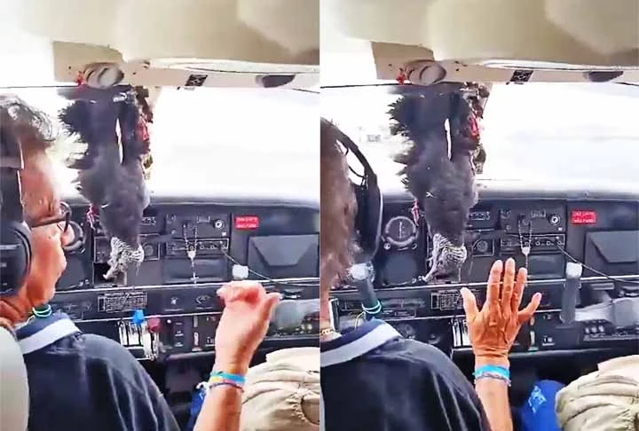 De forma inusitada, o animal morto aparecia preso à estrutura de vidro em vídeos do interior do avião. Passageiros compartilharam as imagens da aeronave nas redes sociais. 