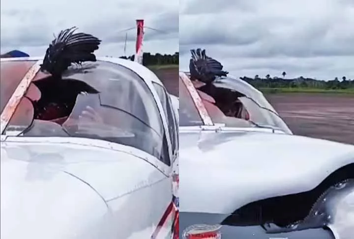 Isso mostra os riscos da vida selvagem para a aviação, sobretudo em áreas onde avistamentos de aves são comuns. É necessário, portanto, o desenvolvimento de estratégias eficazes para lidar com encontros inesperados entre aeronaves e a fauna local.
