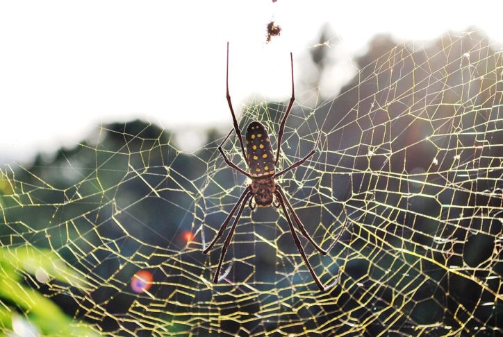 Aranha-de-fio-de-ouro (Nephila clavipes): Essas aranhas são grandes, encontradas em várias partes do mundo e são conhecidas por suas teias douradas.