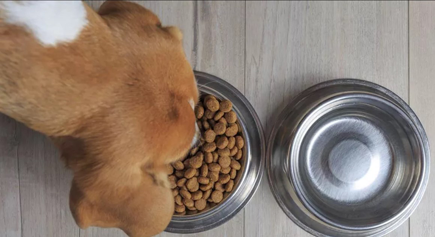 Curiosidade número 3: Os cachorros amam comer carne e roer ossos, mas é importante o dono saber que todos eles são onívoros, assim como nós humanos. Logo, é importante focar na ração e em uma alimentação equilibrada.