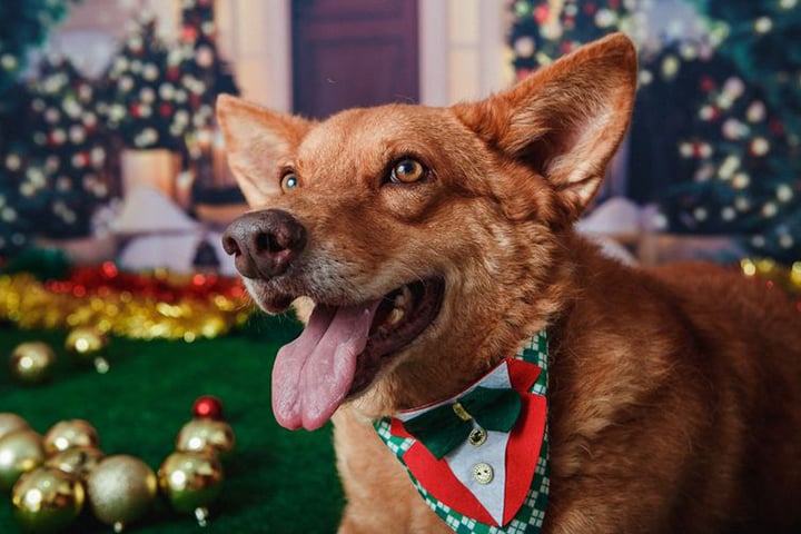 Curiosidade número 10: A maneira como os cachorros nos enxergam é bem diferente da nossa. Isso porque quando eles estão olhando a paisagem, nós, ou qualquer imagem, os cães enxergam as cores em uma escala de azul e amarelo.