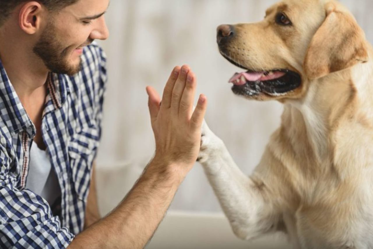 Você tem um cachorro? Hoje em dia é comum encontrar pessoas que têm um pet e, por isso, saber mais sobre eles é uma ótima forma de melhorar a conexão com o animal. Confira curiosidades sobre os cães: