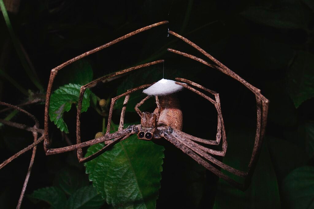 Aranha-com-cara-de-ogro (Deinopis spp.): Essas aranhas são conhecidas por suas pernas longas e finas, seus olhos grandes e sua habilidade única de caça. Elas constroem uma teia em forma de Y horizontal entre arbustos ou grama, e ficam de cabeça para baixo no meio dessa estrutura, aguardando as presas. 