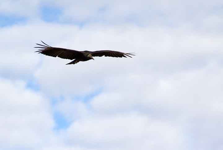 Alimentam-se basicamente de cadáveres e têm o olfato extremamente apurado, capazes de detectar um pequeno cadáver a grandes distâncias