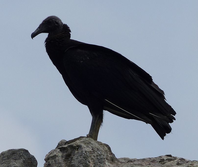 Os urubus não possuem penas na cabeça e no pescoço, o que evita o acúmulo de restos alimentares e uma possível contaminação por microorganismos.