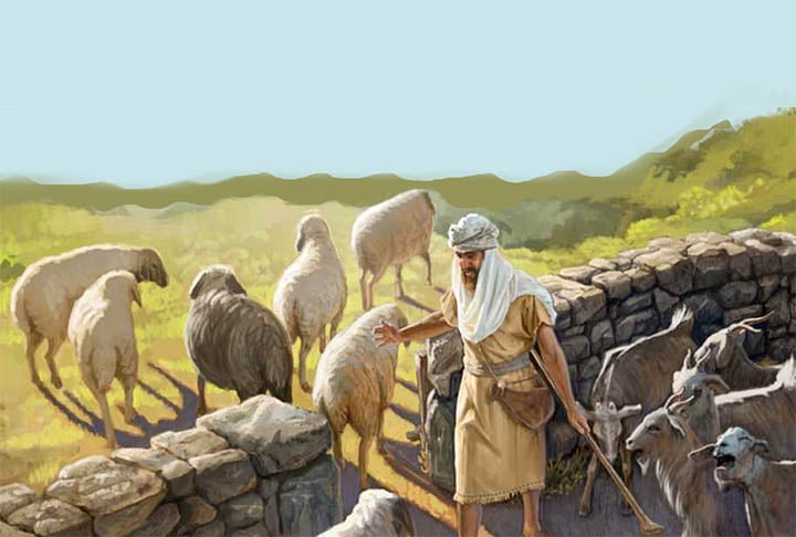 Uma metáfora compara ovelhas a cabras e aponta as ovelhas como leais ao pastor, enquanto as cabras são desobedientes e difíceis de lidar