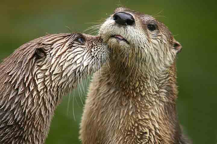 Duas lontras ‘enamoradas’ aparecem em Oregon um século depois de sumiço
