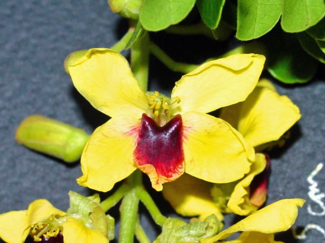 As flores têm quatro pétalas amarelas e uma menor, vermelhs. No centro ficam 10 estames e um pistilo, que é a parte reprodutiva da flor. 