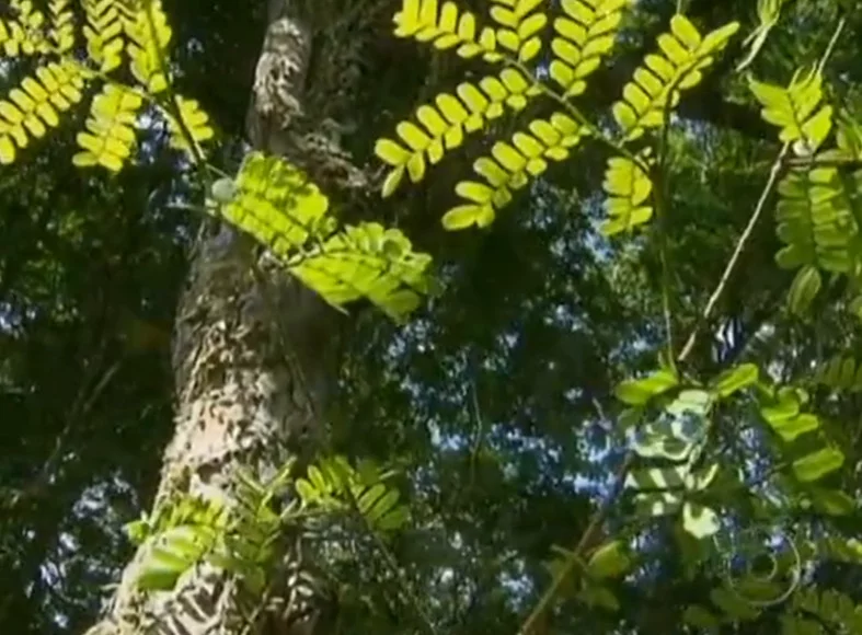 Os frutos são vagens que têm espinhos, o que acaba afastando pássaros. E as sementes são soltas quando o fruto é torcido, facilitando a dispersão