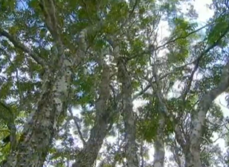 O pau-brasil está presente numa ampla extensão que abrange Rio Grande do Norte, Paraíba, Pernambuco, Alagoas, Sergipe, Bahia, Espírito Santo e Rio de Janeiro.