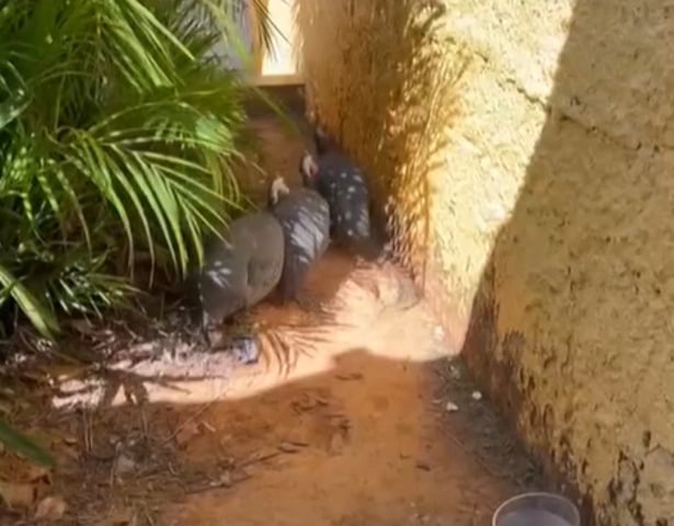 Recentemente, uescola em Ceilândia, no Distrito Federal, espalhou galinhas pelo pátio para acabar com os escorpiões que se tornaram uma ameaça para os alunos.