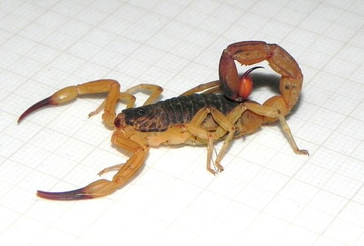 O Instituto Vital Brazil enfatizou que o calor e a umidade favorecem a multiplicação dos escorpiões. Além disso, as chuvas fazem com que os animais busquem abrigo em áreas onde as pessoas vivem. 