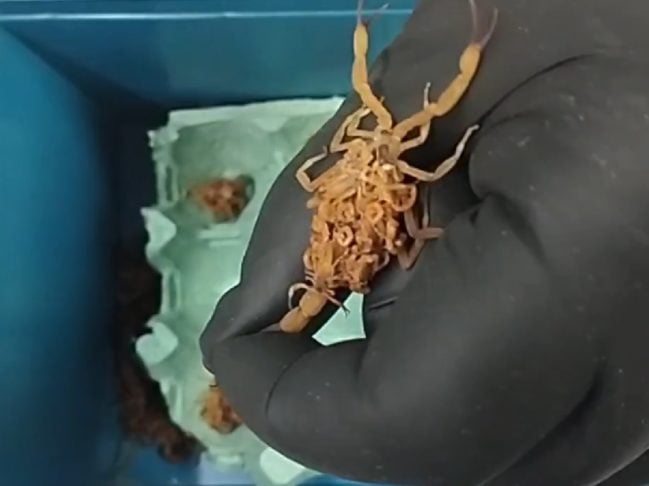 As fêmeas de Tityus serrulatus se reproduzem por partenogênese, ou seja, sem a necessidade de um macho. Isso significa que uma única fêmea pode gerar cerca de 40 filhotes ao longo de sua vida, aumentando rapidamente a população de escorpiões em uma região.