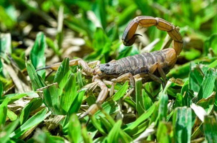 Esta espécie, conhecida como Tityus serrulatus, é considerada a mais perigosa do Brasil, pois seu veneno pode causar sintomas graves e até levar à morte. 