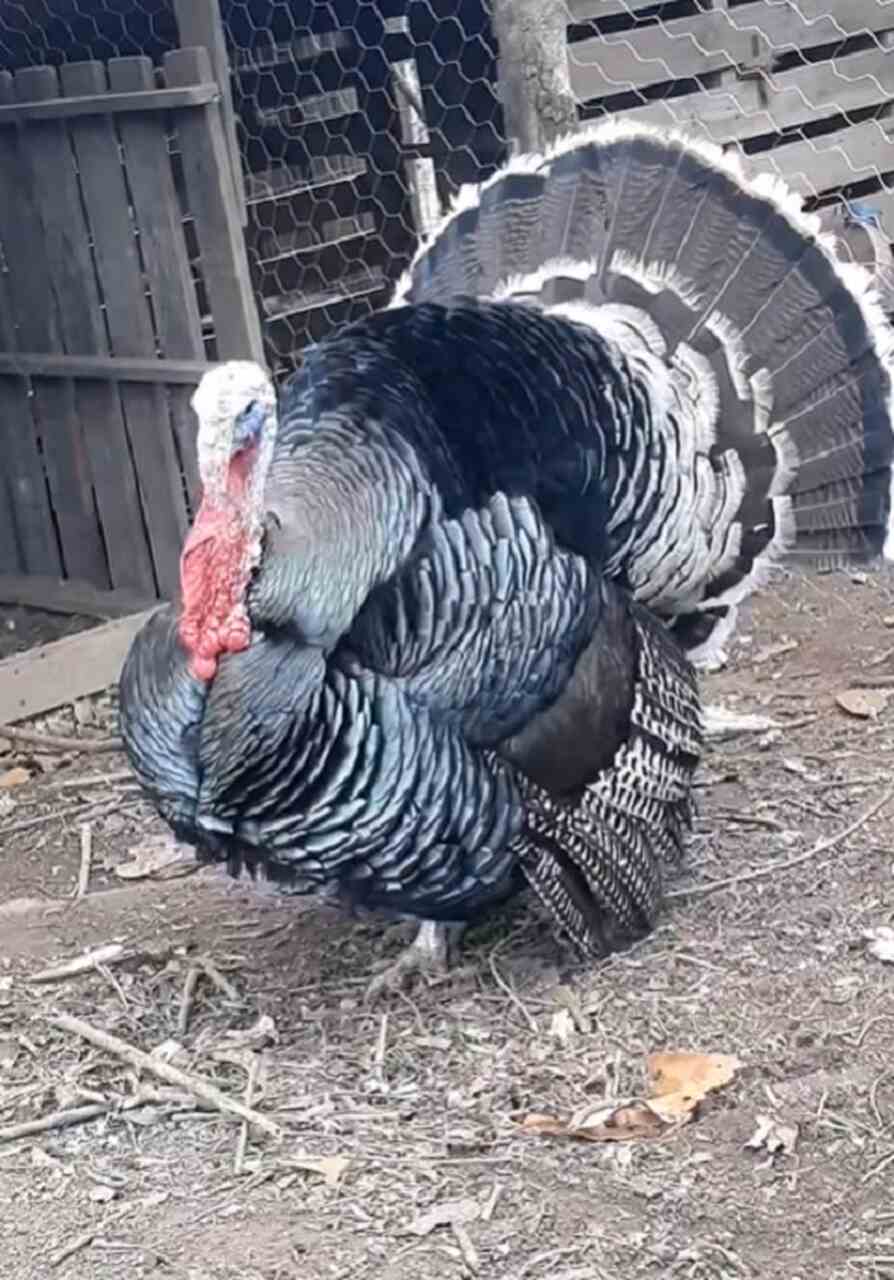 Os perus têm uma natureza sociável e barulhenta, vivendo em bandos e se adaptando bem ao clima brasileiro, embora necessitem cuidados específicos na criação, como alimentação balanceada, que deve incluir verduras e quirera de milho para fortalecer o sistema imunológico.