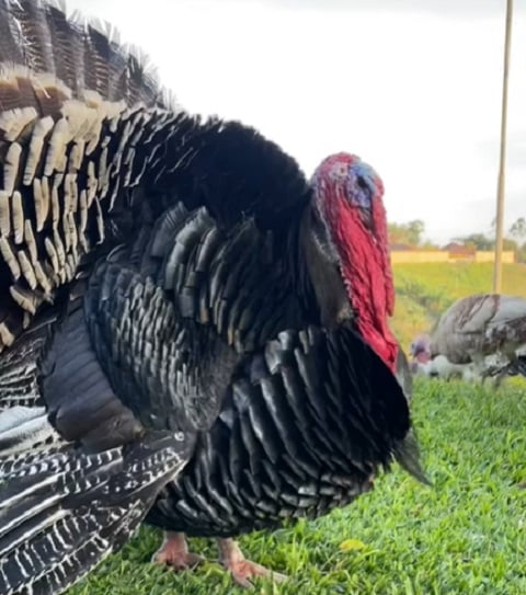 Entre as curiosidades sobre o peru, destaca-se sua visão, capaz de detectar cores com mais precisão do que os humanos, e sua habilidade de correr a impressionantes 40 km/h, além de voar a até 80 km/h em curtas distâncias.