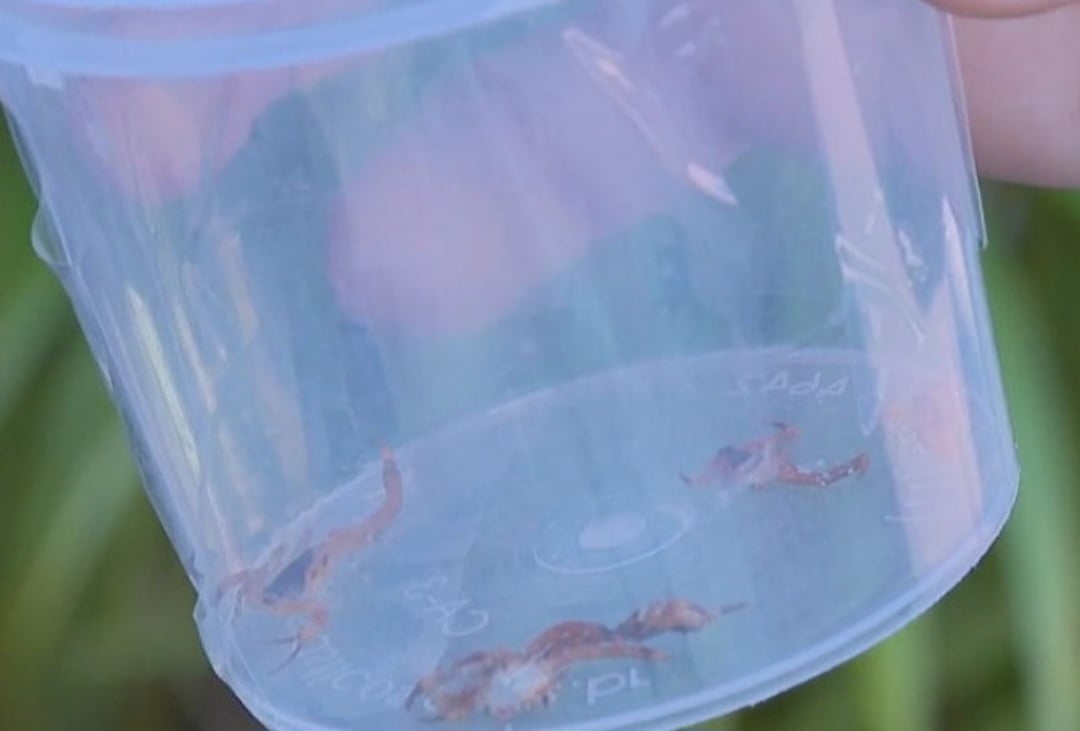 As pessoas capturam os escorpiões e colocam em potes. São vários ao longo do dia. Para evitar medidas equivocadas, o governo do estado distribuiu uma cartilha com orientações. 