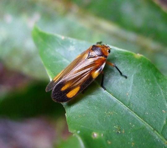 Os adultos das cigarrinhas conhecidos por seu canto, que é produzido por um órgão vibratório localizado no abdômen.