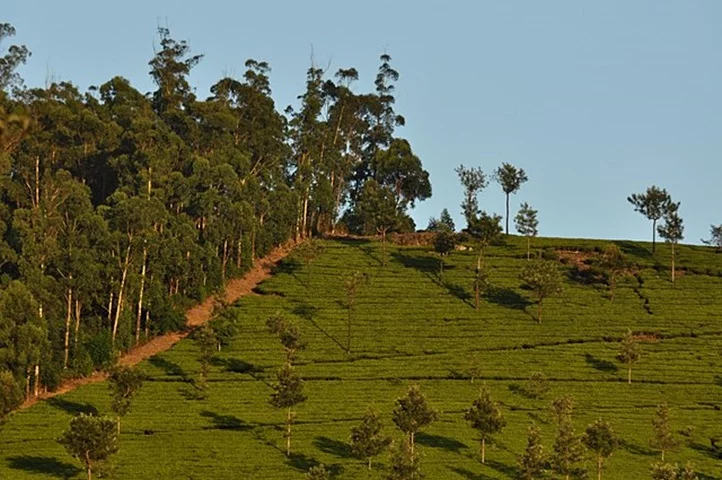 Além disso, a própria anatomia desses tipos de árvores de eucalipto favorecem o mecanismo de absorção de ouro, revelando uma incrível adaptação da espécie a ambientes ricos em minerais.