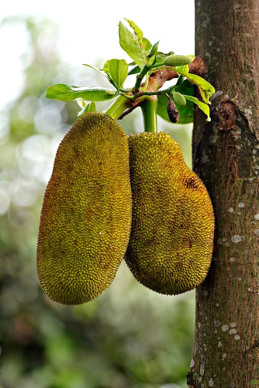 Uma jaqueira madura produz cerca de duzentos frutos por ano, com árvores mais velhas produzindo até quinhentos frutos ao longo dos 365 dias. 