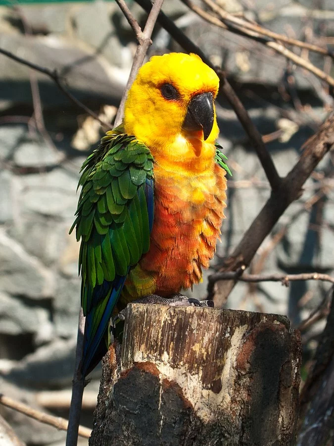 Essa ave da família dos Psittacidae também é chamada de Perequitão Nordestino. Mede 30 cm de comprimento e pesa cerca de 130 g. Bela, tem a cabeça e partes inferiores laranja, manto verde e peito avermelhado. 