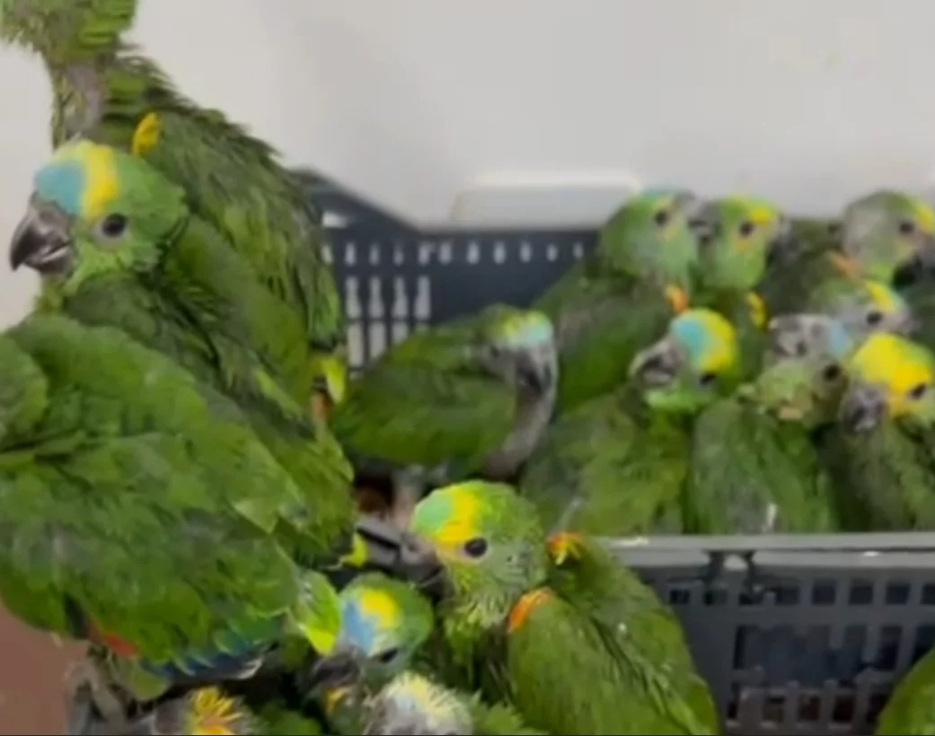 A PM Ambiental informou que o motorista confessou ter recebido as aves em Ivinhema (MS) para transportá-las até Ponta Grossa (PR), onde seriam vendidas. Ele foi detido e multado em R$ 361.510,40 por transporte ilegal de animais silvestres e maus-tratos.