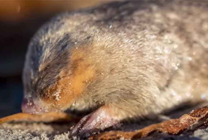 “Extrair DNA do solo tem seus desafios, mas temos aprimorado nossas habilidades e refinado nossas técnicas, e estávamos bastante confiantes de que se a toupeira-dourada estivesse no ambiente, seríamos capazes de detectar descobrindo e sequenciando seu DNA”, apontou a equipe, em comunicado.