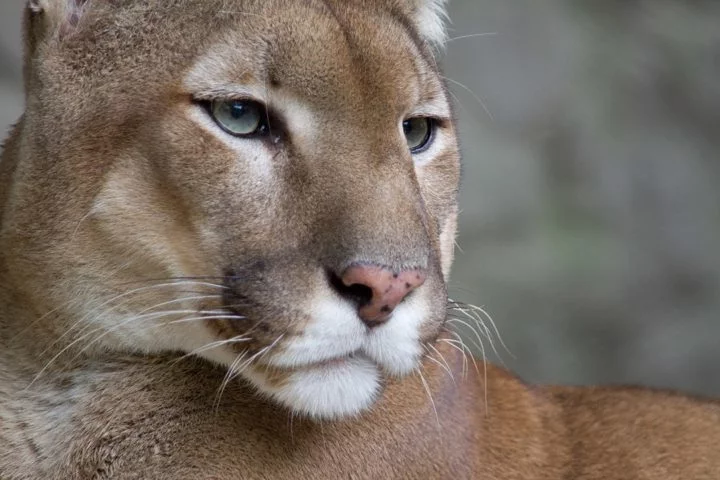 Embora sejam os gatos os principais transmissores desse parasita, a pesquisa aponta que o território dos lobos pode coincidir com o dos pumas, que também carregam o Toxoplasma gondii.