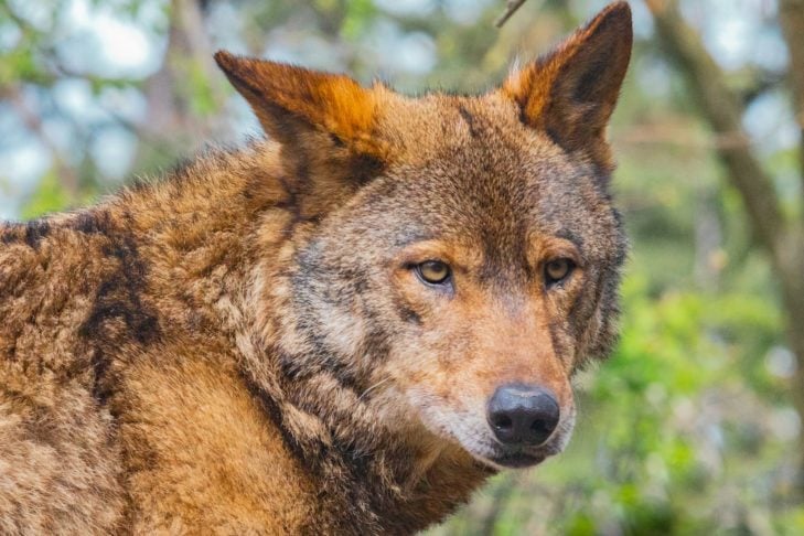 Existem quatro espécies principais de lobo: o lobo-cinzento (o mais comum entre todos), o lobo-vermelho (encontrado no sudeste dos EUA, mas ameaçado de extinção), o lobo-etíope (nativo da Etiópia) e o lobo-guará (comum na América do Sul).

