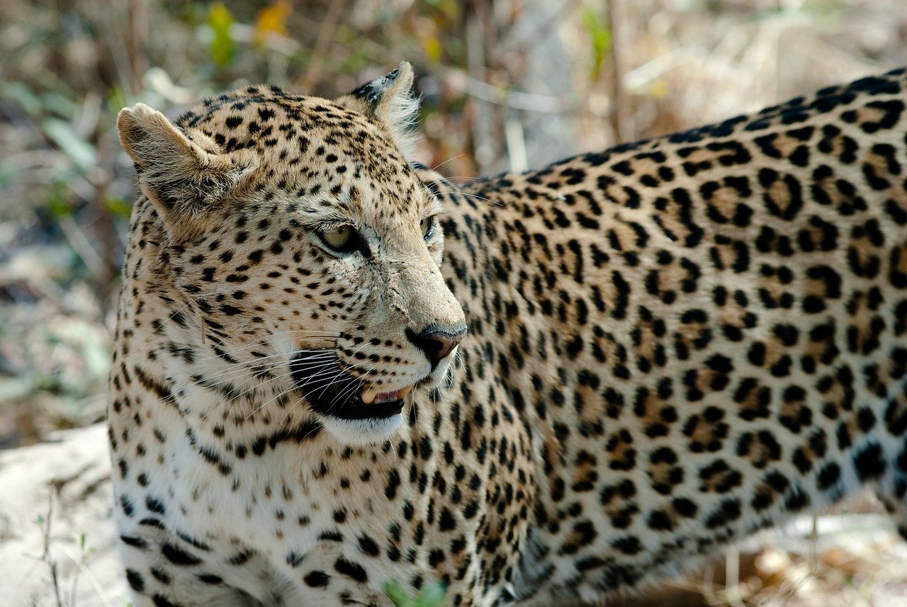Isso porque o Parque Nacional de Kafue, na Zâmbia, é a maior área de proteção do mundo. Algo que contribuiu para que, segundo o levantamento entre 2018 e 2022 da organização internacional Panthera, a população de leopardos triplicasse.