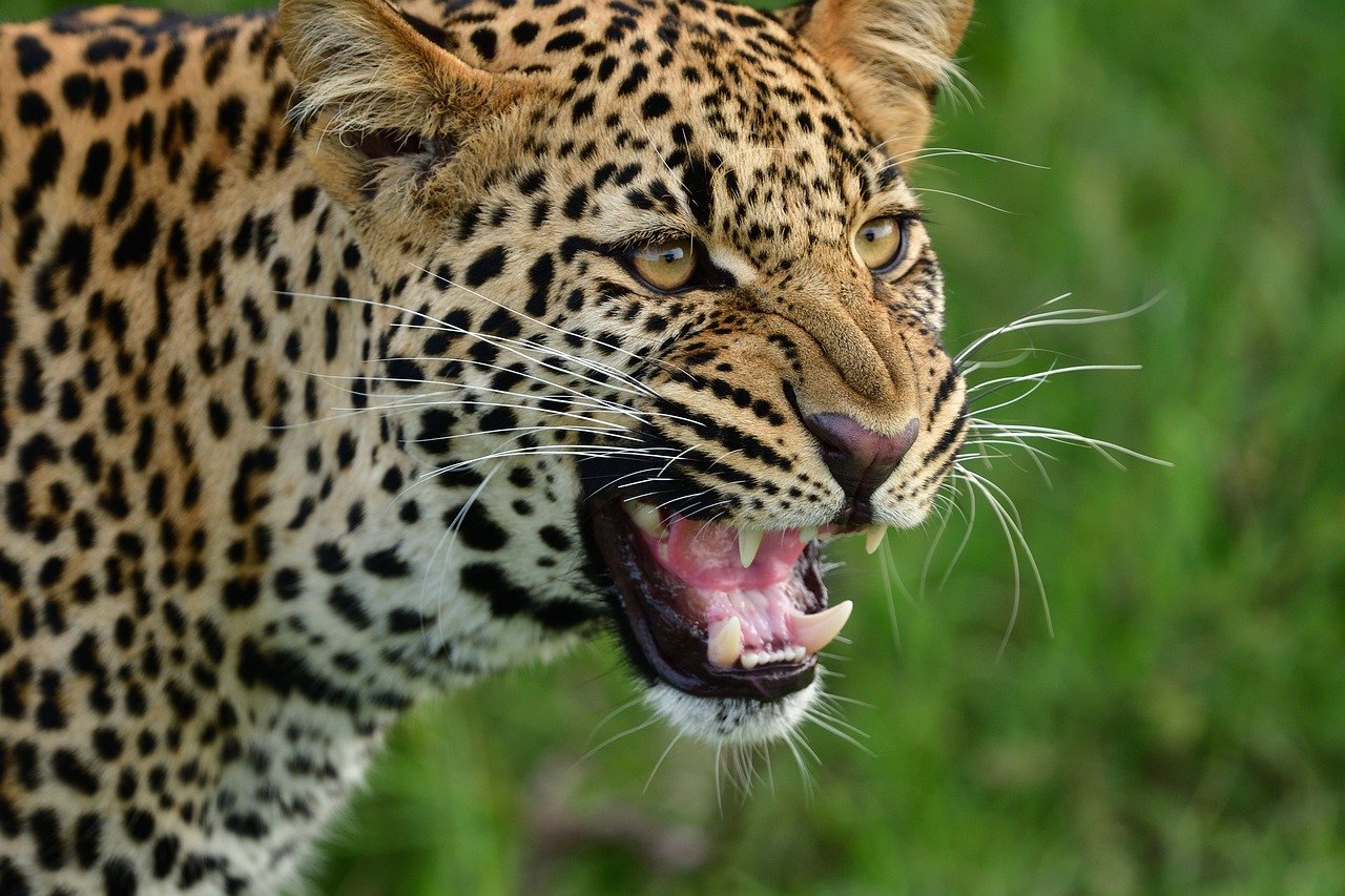 Um leopardo geralmente caça impalas e por vezes gnus, ruminantes presentes na savana. Às vezes, pode atacar bandos de babuínos quando estes invadem seu território em busca de alimento ou abrigo. 