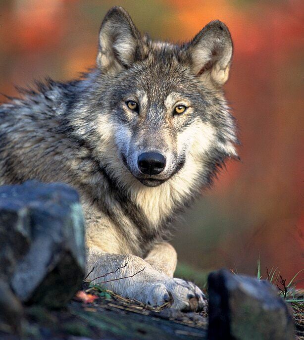 A expectativa de vida de um lobo-cinzento é de aproximadamente 16 anos.