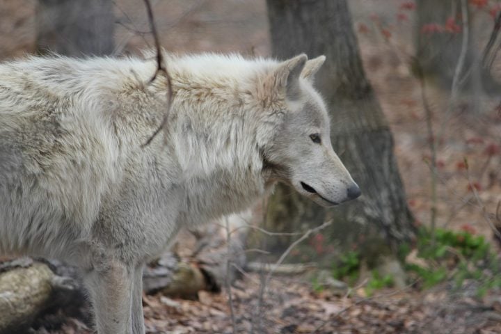 Machos infectados, por exemplo, têm 50% de chance de sair da matilha em até seis meses, enquanto fêmeas infectadas têm 25% de chance de abandonar a matilha em até 30 meses.