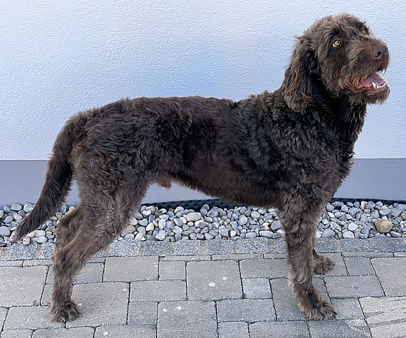 Outros SRD não tão populares como o caramelo também são queridinhos no Brasil. O Labradoodle foi criado no fim dos anos 1980 e é fruto de um Labrador com um Poodle. 