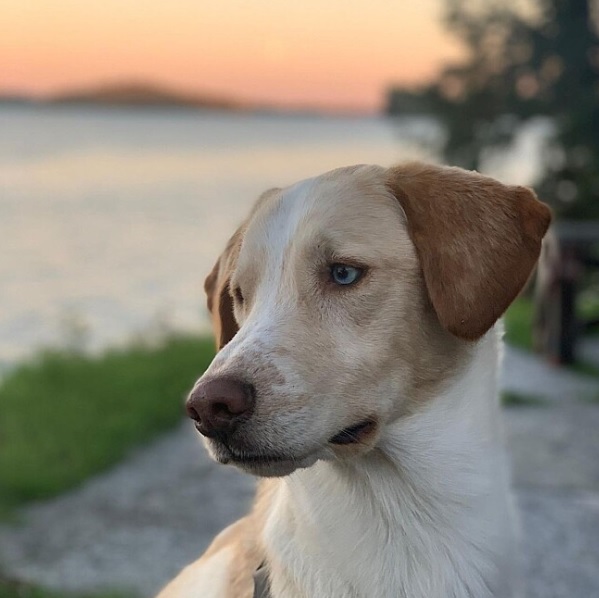 Outra mistura de porte grande é o Labsky, uma cruza de Labrador com Husky, que costuma ter olhos claros e precisa de boas doses diárias de exercícios para não desenvolver problemas indesejados.