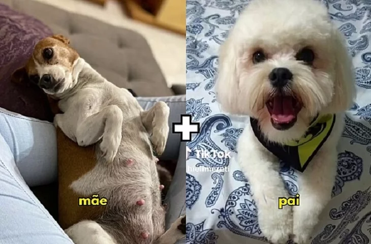 Recentemente, fizeram sucesso nas redes sociais postagens com o resultado do cruzamento de uma pinscher mestiça com um lhasa apso também não puro, que deram origem a dois filhotes com pelos de 