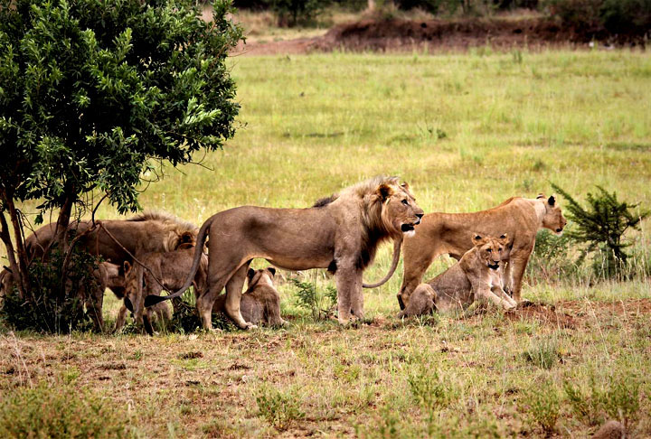 O leão vive em grupos, que apresentam uma hierarquia bastante definida. Enquanto as fêmeas caçam e cuidam dos filhotes, os machos protegem o grupo, geralmente formado por 40 indivíduos. Na maioria,  fêmeas.