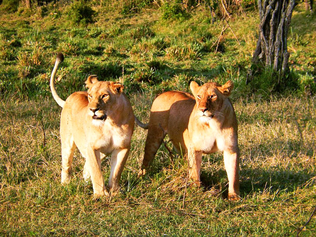 A gestação dura de 100 a 119 dias, e resulta entre 2 a 4 crias. A fêmea procura um lugar seguro para o parto e de onde possa continuar as suas atividades de caça.
