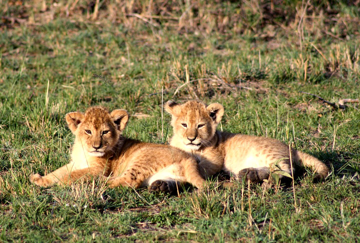 Os filhotes nascem com cerca de 2 kg, e seus olhos só abrem após 10 dias do nascimento. Eles podem ser amamentados também por outras fêmeas do grupo.