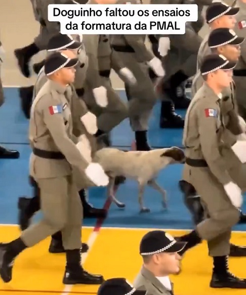 O mais inesperado vem agora: quando percebe a invasão dos soldados para a marcha, o cão se posiciona do lado dos policiais e começa a marchar em perfeita sincronia ao lado dos colegas de corporação. A cena encantou quem estava no estádio. 