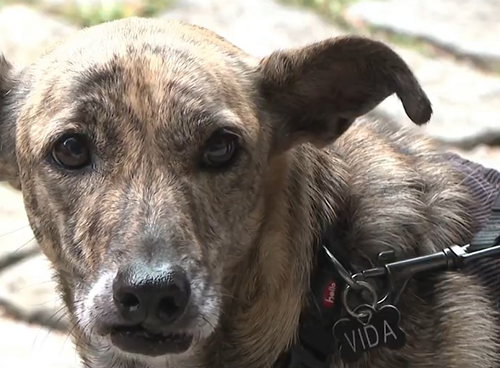 Essa mistura genética os torna cães extremamente resistentes e adaptáveis, capazes de se ajustarem a diferentes climas, estilos de vida e ambientes.