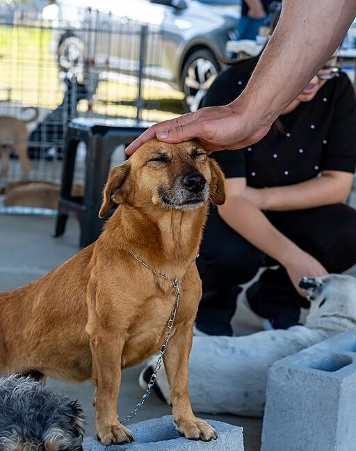 Se você está pensando em ter um vira-lata, procure um abrigo ou organização de confiança. A adoção responsável é um ato de amor que transforma a vida de um cãozinho e a sua também.