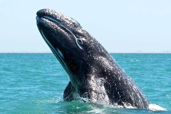 Suspeita-se que o derretimento do gelo na área da chamada Passagem Noroeste, que conecta o Atlântico e o Pacífico através do Oceano Ártico, no Canadá, esteja permitindo com que esses cetáceos voltem a explorar essa região.