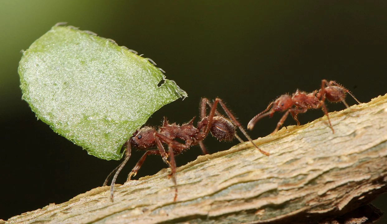 Já as operárias são maioria. Elas não acasalam, pois são estéreis.  Cuidam da rainha e de suas crias, saem à procura de alimento e defendem o ninho contra invasores.