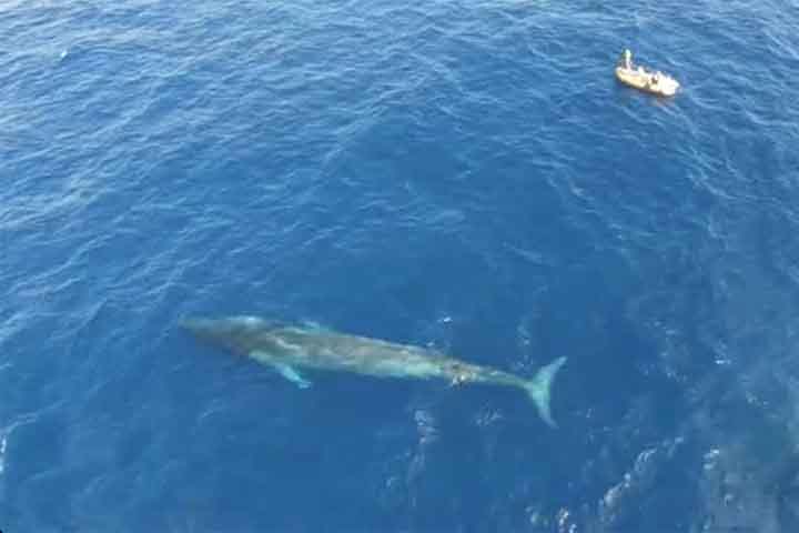 A baleia-fin pode medir 27 metros e pesar até 70 toneladas. Elas foram caçadas no século passado, causando uma diminuição de sua população estimada em 70%. Também continuam a ser caçadas em pequenos números pelo Japão e também sofrem impactos decorrente de colisões com grandes navios. 