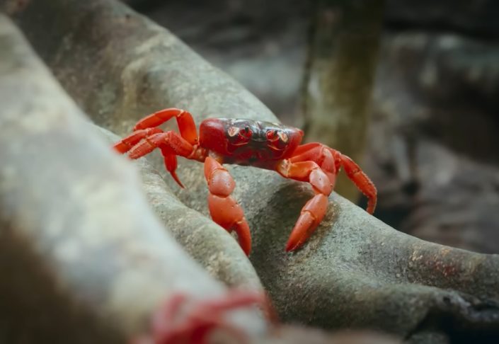 Longevidade: Os caranguejos-vermelhos gigantes podem viver até 30 anos.