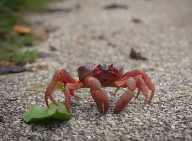 Exercício natural: Durante a migração, os caranguejos podem perder até 40% do seu peso corporal, por conta da longa caminhada.