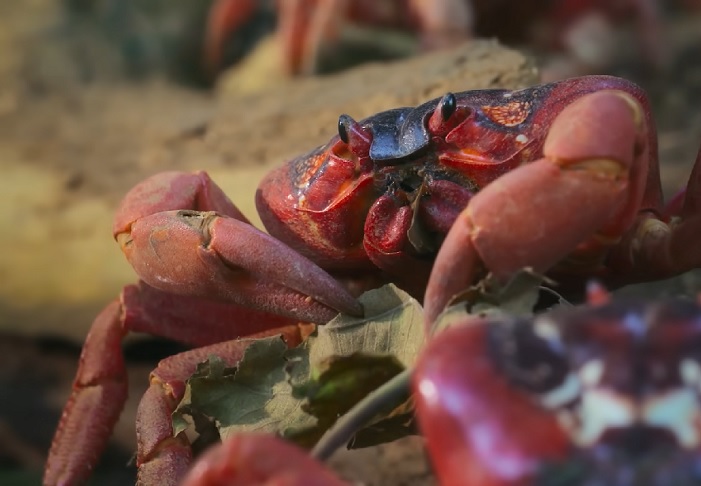Hábitos alimentares: Os caranguejos-vermelhos gigantes são principalmente herbívoros, se alimentando de folhas, frutas e sementes caídas das árvores. No entanto, eles também são conhecidos por serem oportunistas e se alimentarem de insetos e outros animais pequenos.