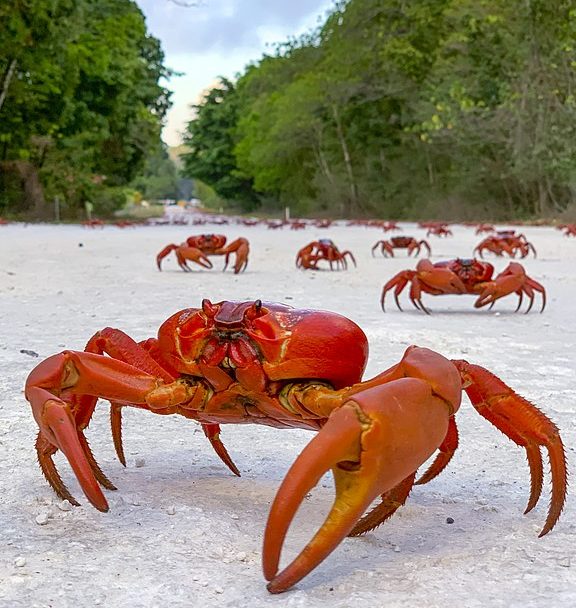A Ilha Christmas é um território externo da Austrália localizado no Oceano Índico. Ela é conhecida por sua biodiversidade única, incluindo várias espécies endêmicas de plantas e animais.