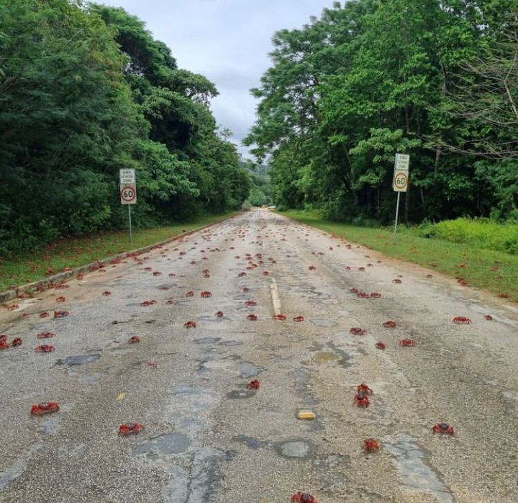 A migração dos caranguejos foi consideravelmente menor do que em 2023, muito por conta das mudanças climáticas.